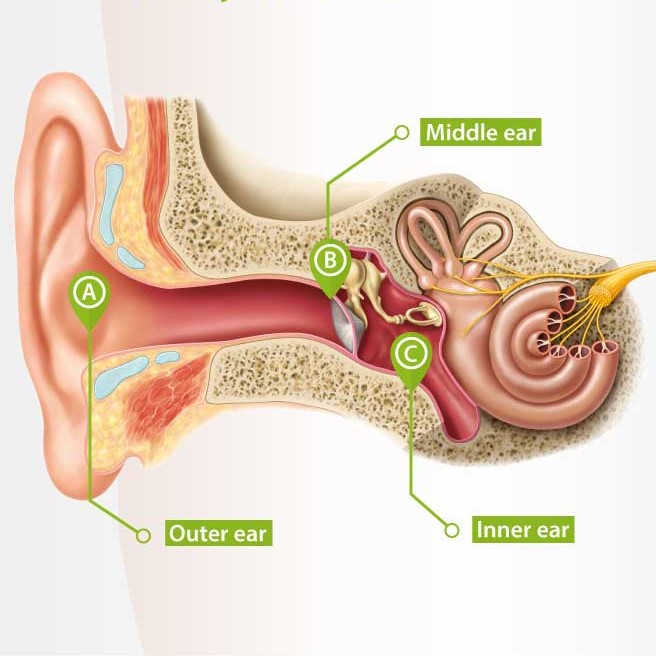 تشریح و آناتومی گوش انسان