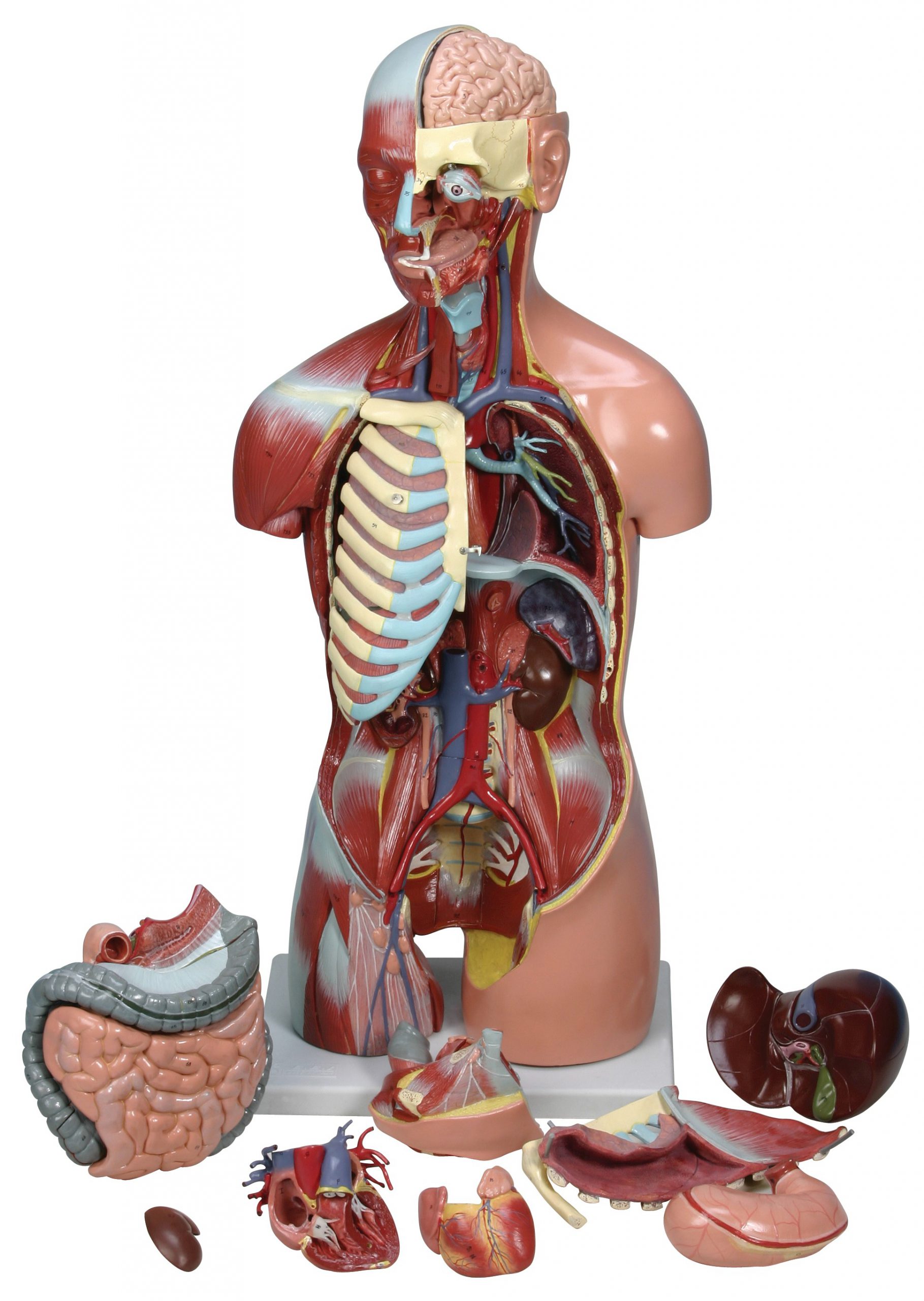 ماکت آناتومی بدن انسان و کودک