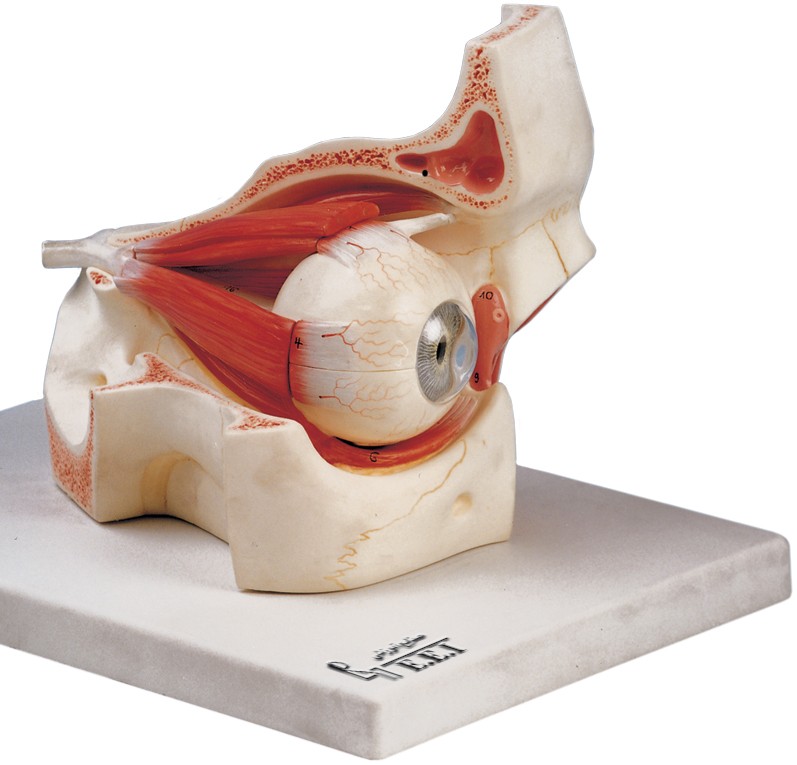 مولاژ چشم و ساختار داخلی