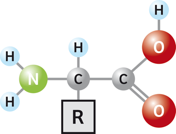 آمینو اسید چیست و چه کاربردهایی دارد؟