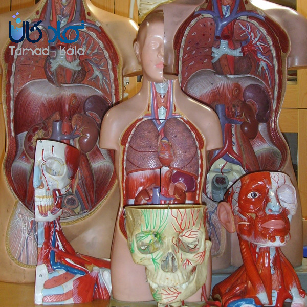 آشنایی با انواع مولاژ پزشکی