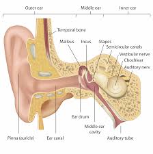 آشنایی با ساختمان گوش انسان