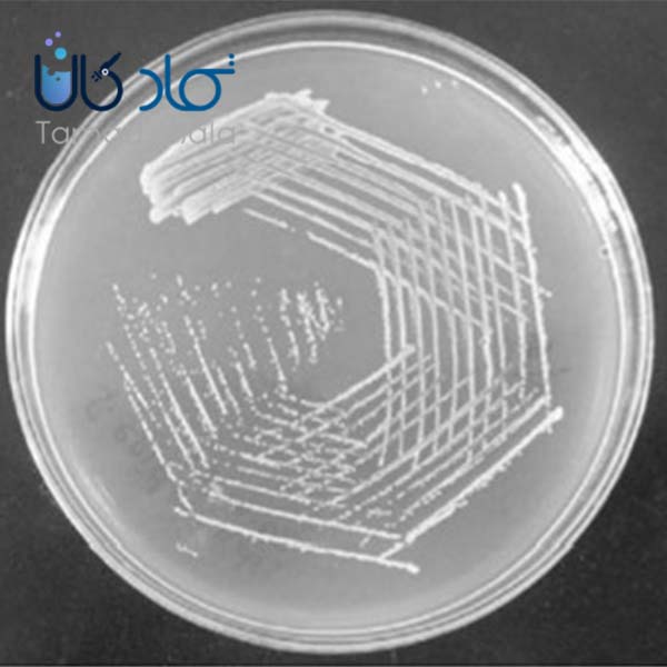 انواع محیط‌ های کشت باکتری