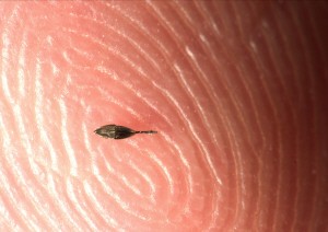 افزایش استفاده‌ از میکروربات‌ها (خبر)