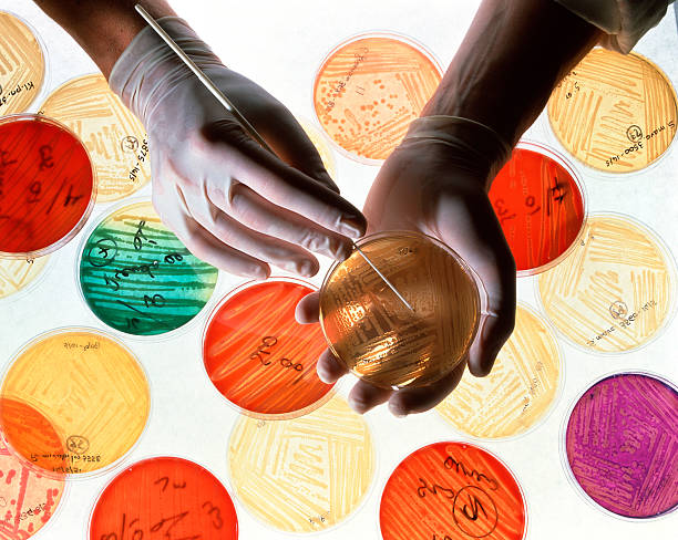 کشت باکتری در محیط جامد