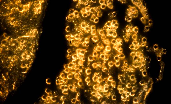 تبدیل نور خورشید به سوخت مایع به کمک فناوری نانو (خبر)