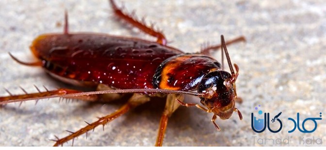 طرز تهیه سوسک کش خانگی