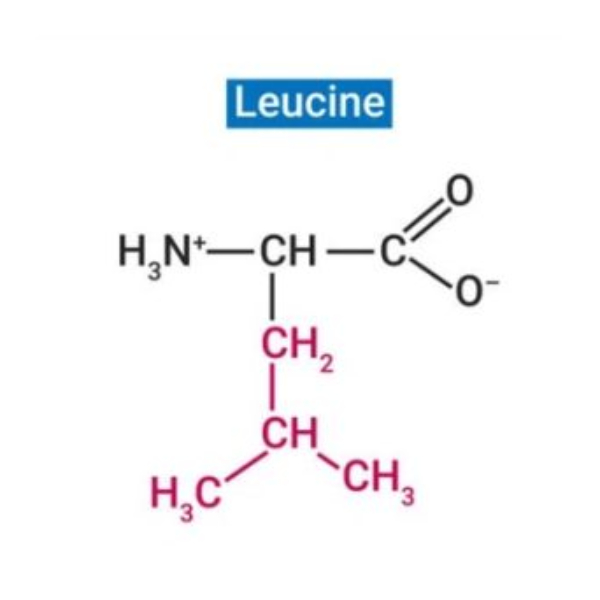 ال لوسین برند DYC چین