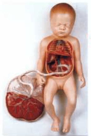 مولاژ دستگاه گردش خون در جنین