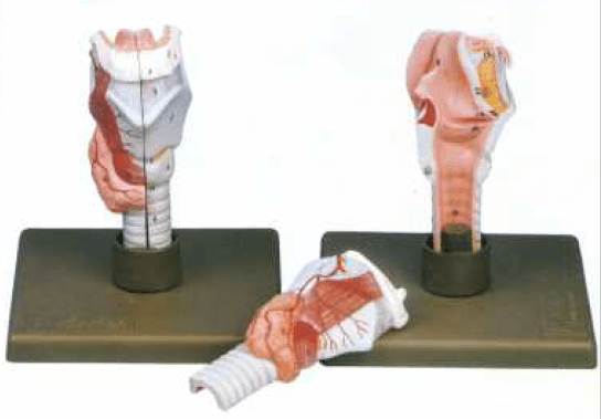 مولاژ حنجره