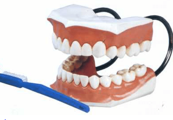 مولاژ مدل آموزش مسواک زدن