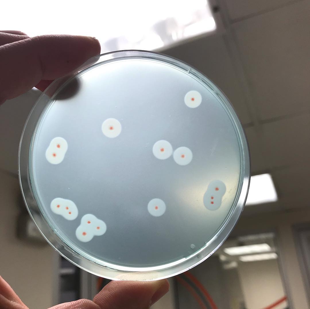 محیط کشت اکسیداز آگار