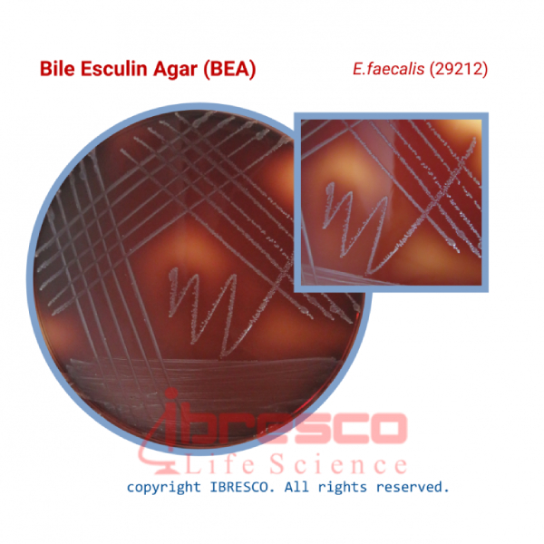 محیط کشت بایل اسکولین آگار ایبرسکو