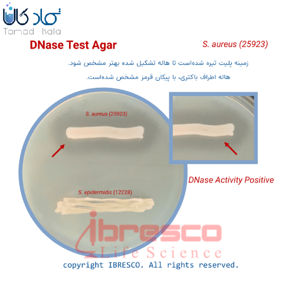 محیط کشت دی ان ایز تست آگار ایبرسکو