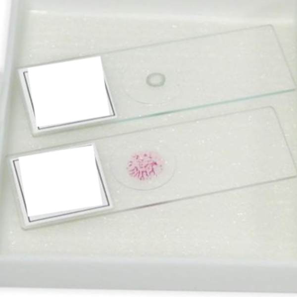 لام میکروسکوپی دندان (آموزشی)