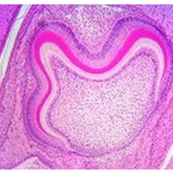 لام میکروسکوپی دندان (آموزشی)