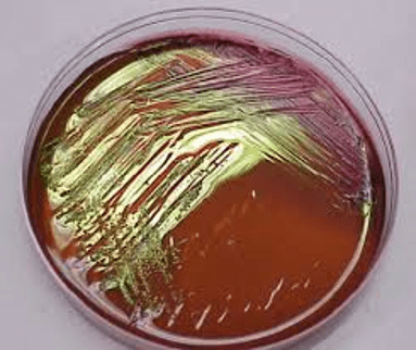 خرید محیط کشت ائوزین متیلن بلو