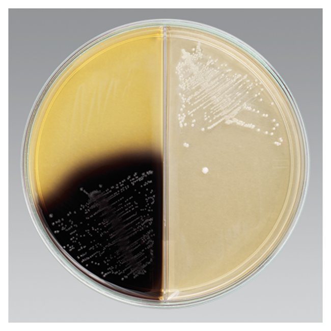 محیط کشت بایل اسکولین آگار