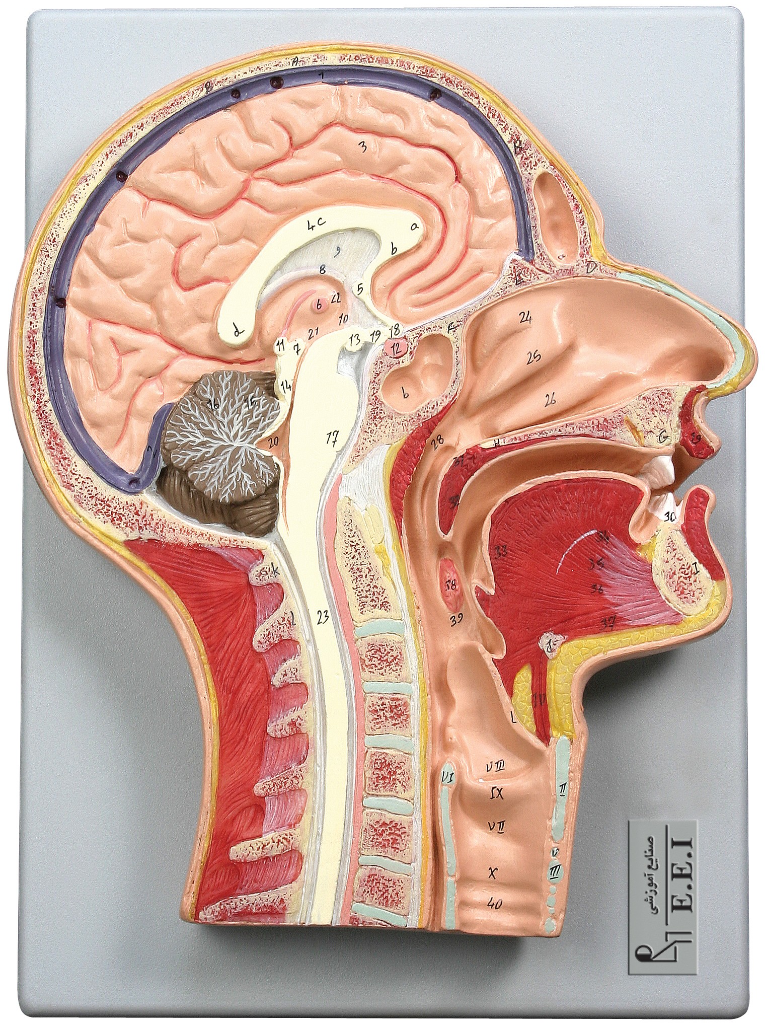 مولاژ مقطع میانی سر و گردن در اندازه طبیعی