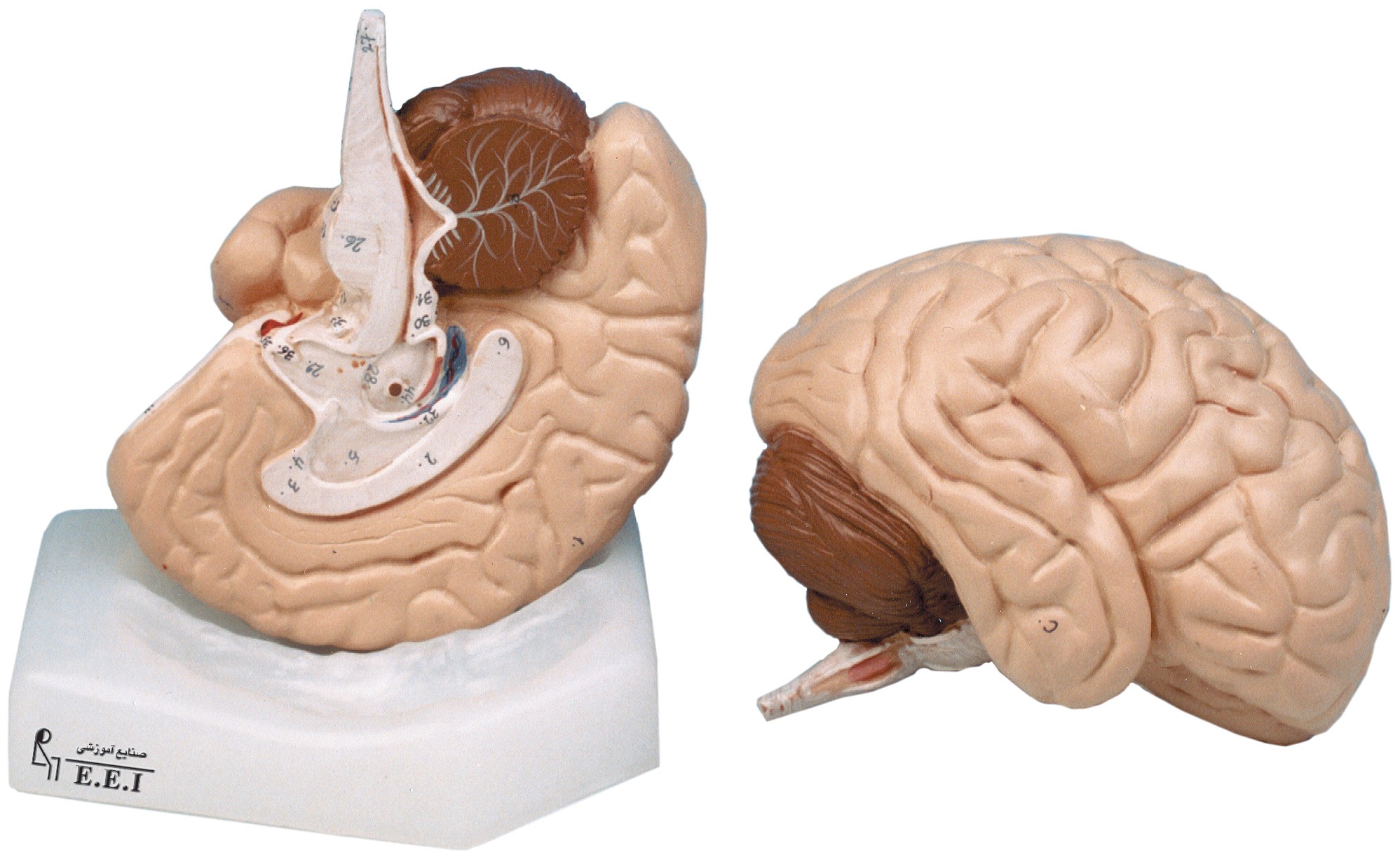 مولاژ مغز (دو تکه و هشت تکه)