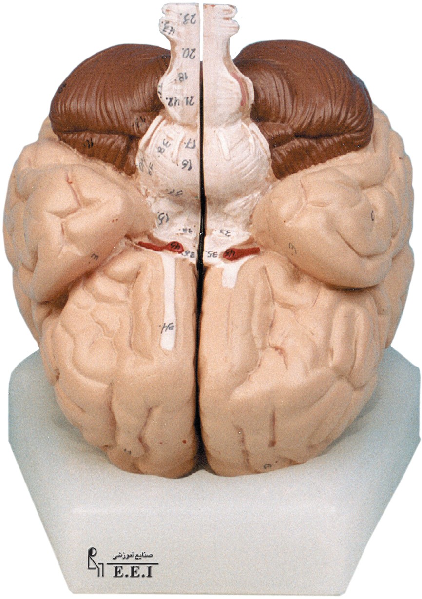 مولاژ مغز (دو تکه و هشت تکه)