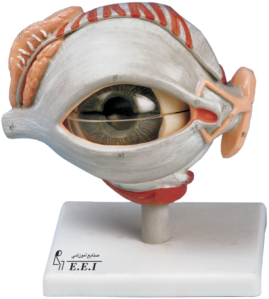 مولاژ کره چشم با پلک و ضمائم اشکی