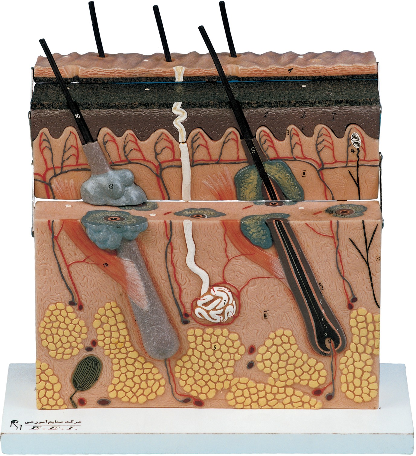 مولاژ مقطع پوست