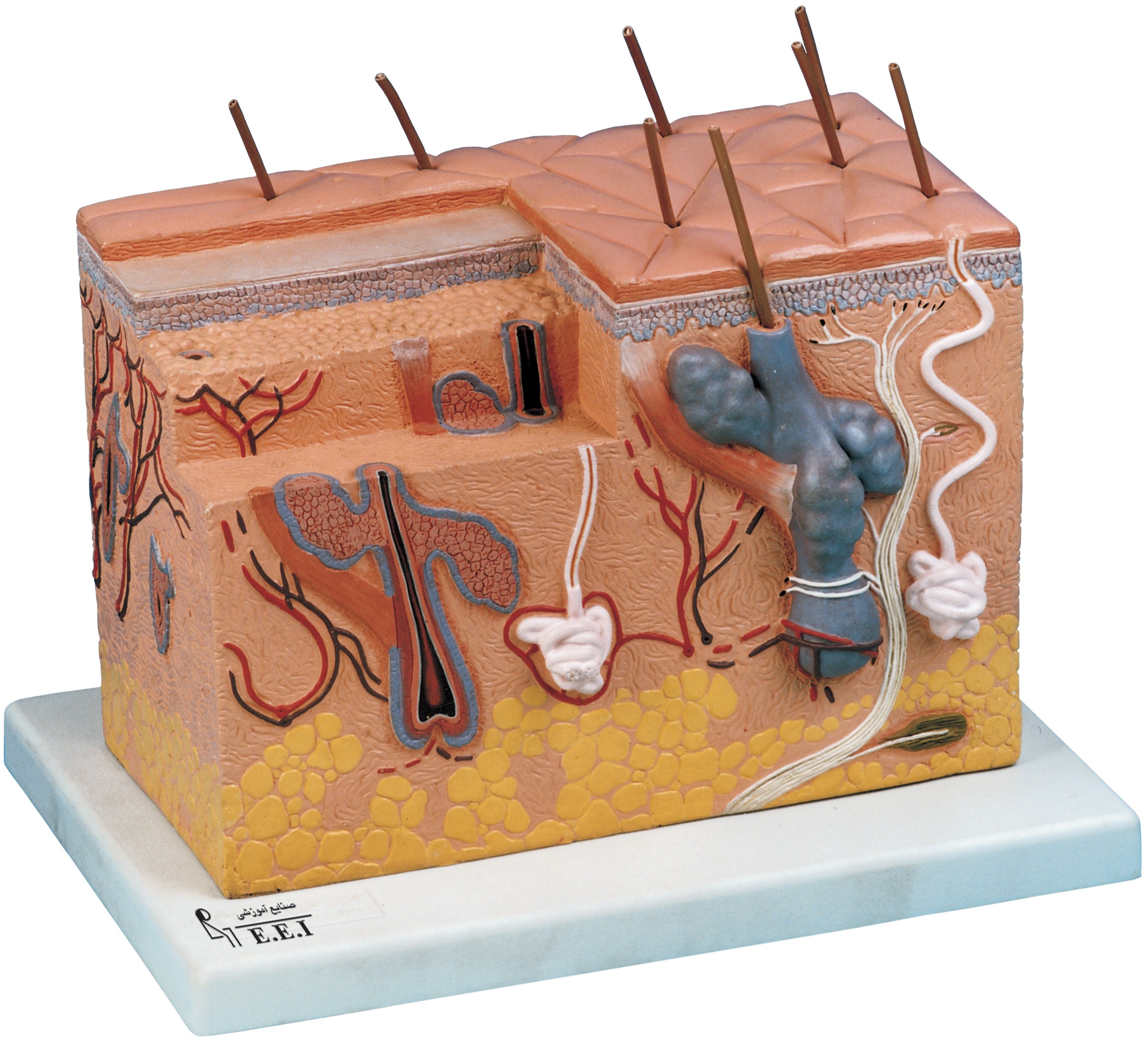 مولاژ مقطع پوست