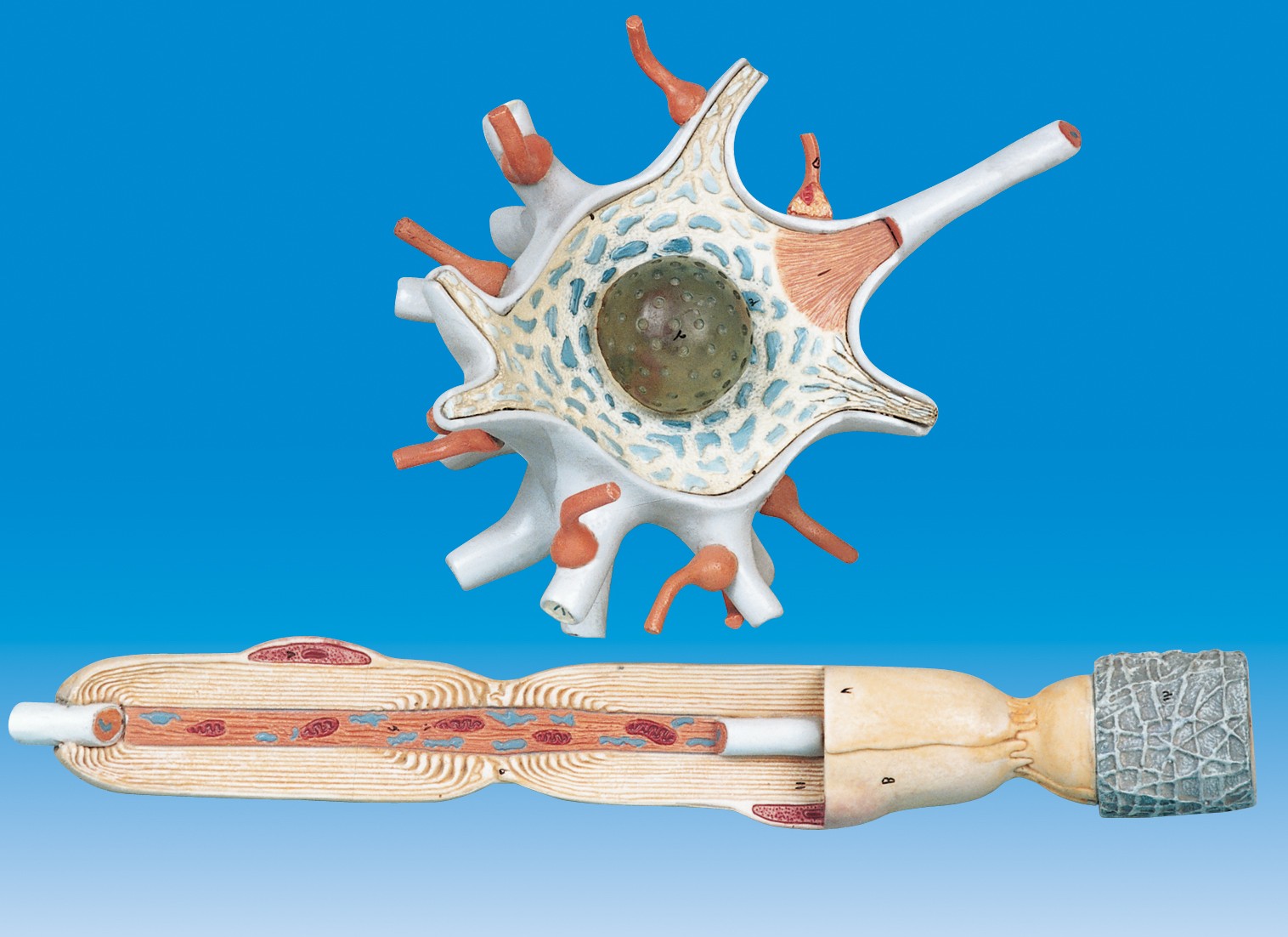 مولاژ طناب نخاعی