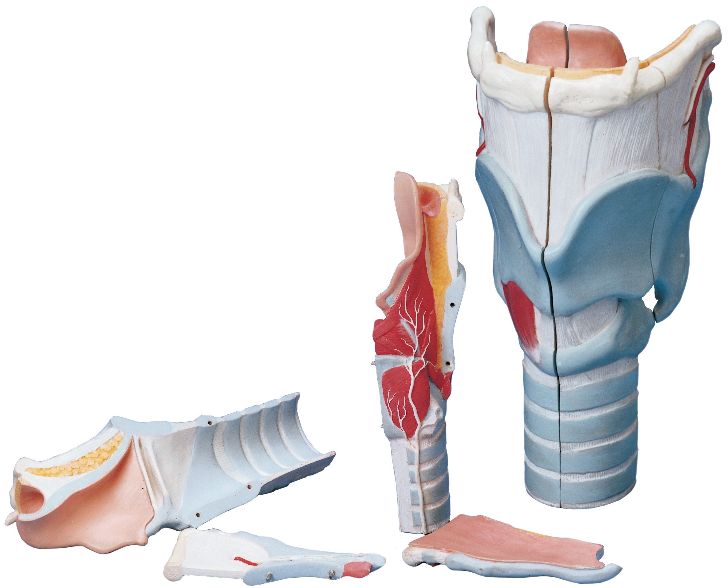 مولاژ حنجره