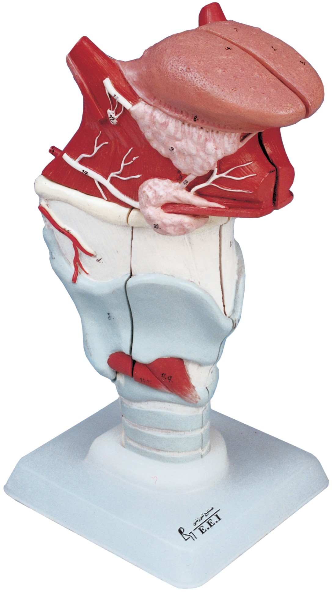 مولاژ اتصال زبان و حنجره