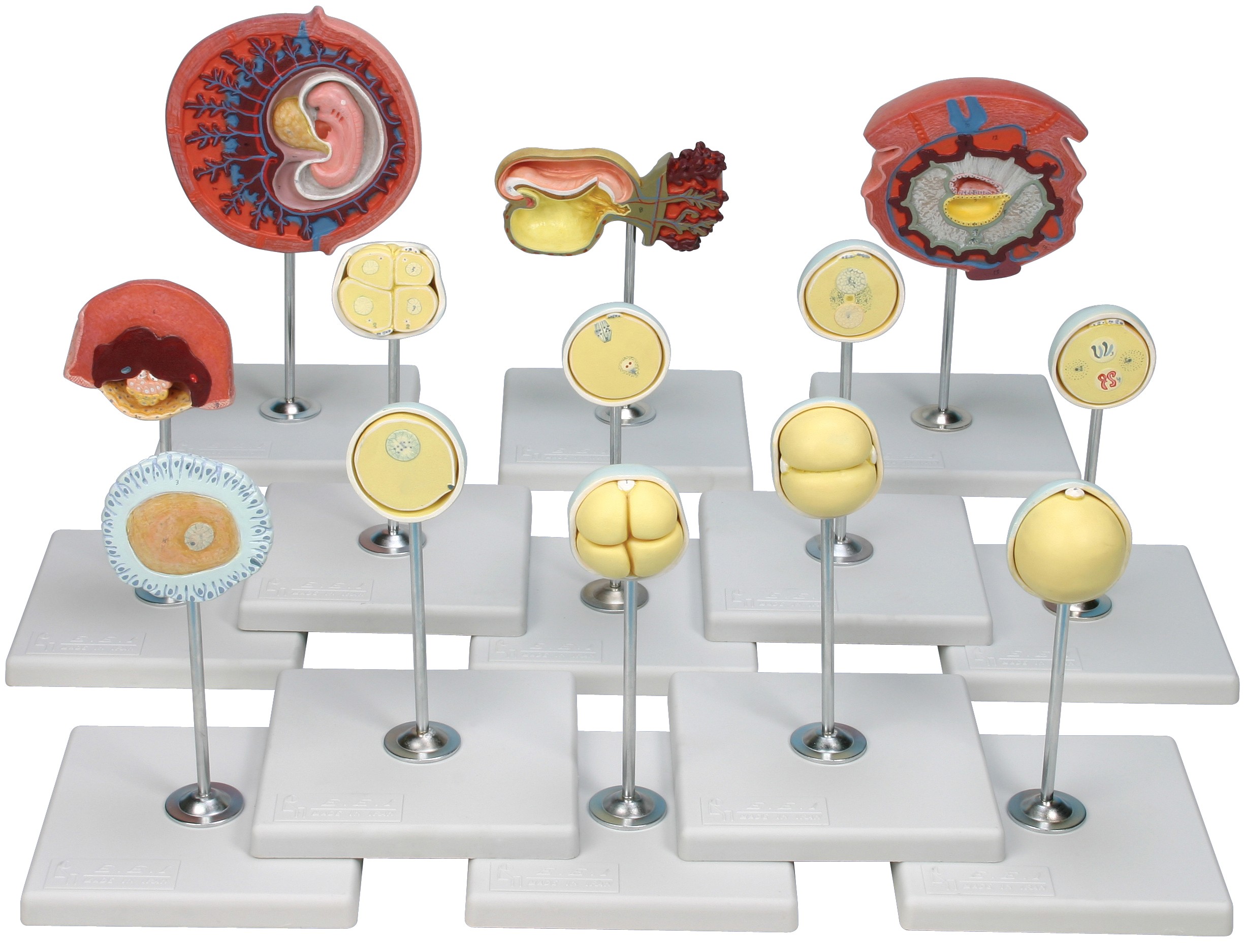 مولاژ مراحل رشد جنین