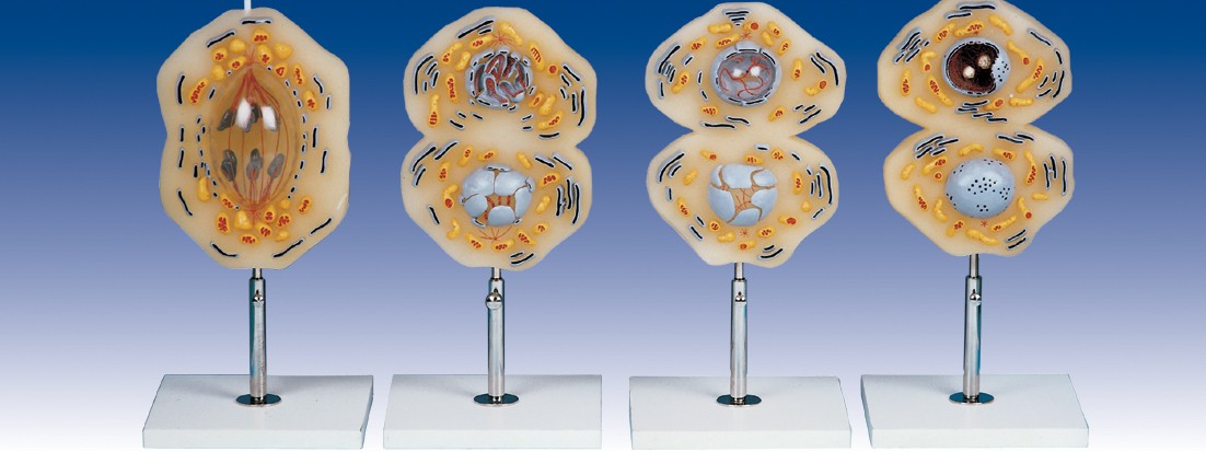 مولاژ میتوز جانوری