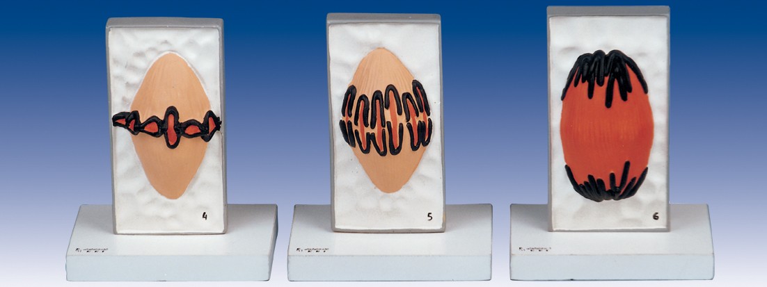 مولاژ میتوز