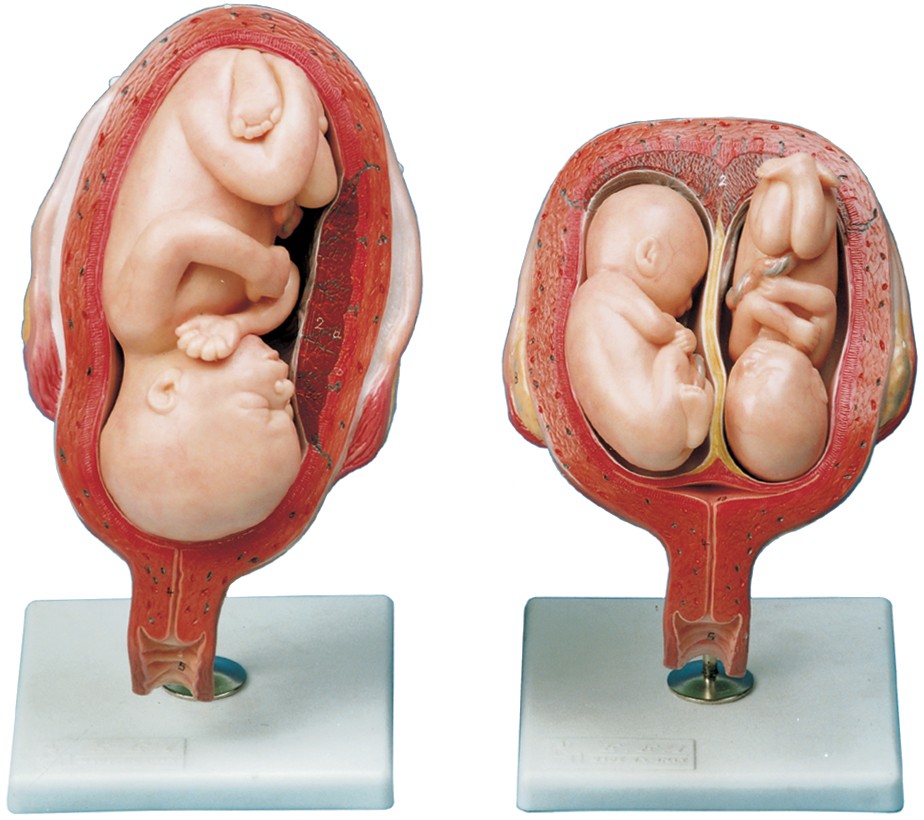 مولاژ مراحل حاملگی