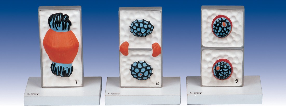 مولاژ میتوز