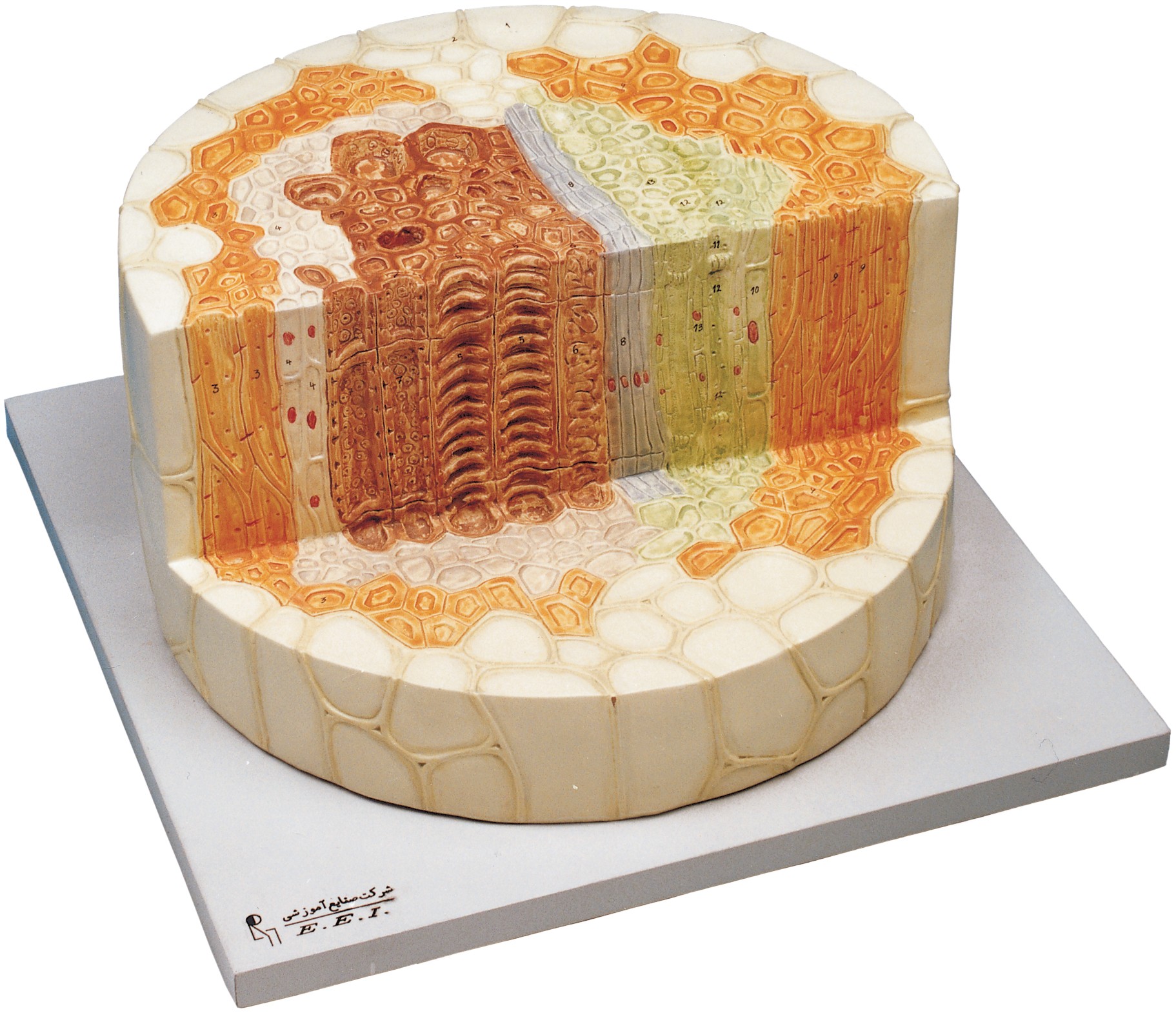 مولاژ ساقه با برش پلکانی