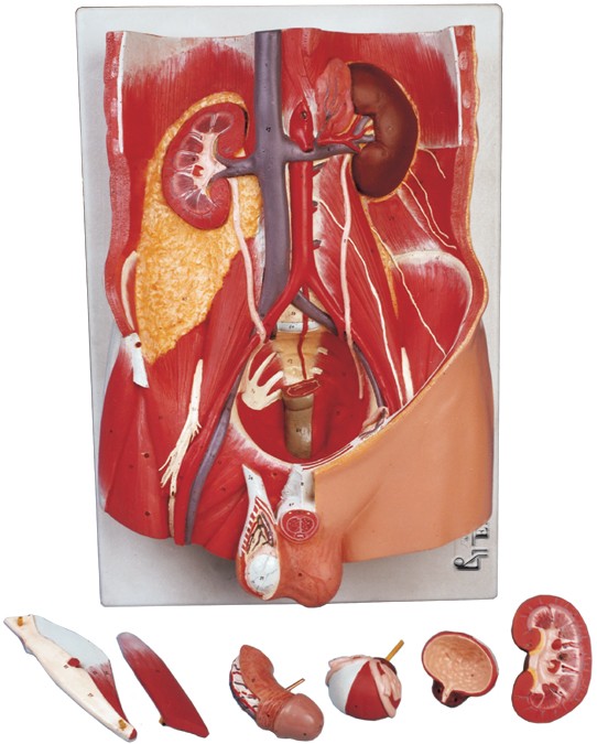 مولاژ دستگاه ادراری-تناسلی