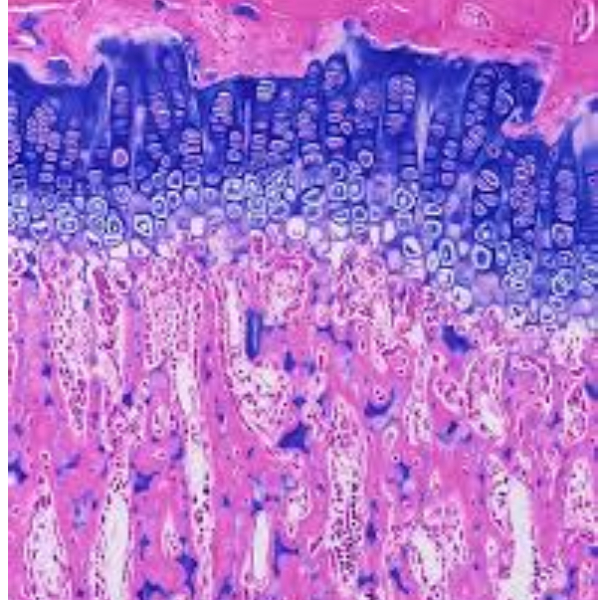 لام میکروسکوپی صفحه رشد استخوانی (آموزشی)