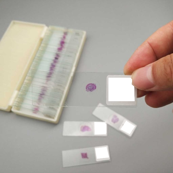 لام میکروسکوپی صفحه رشد استخوانی (آموزشی)