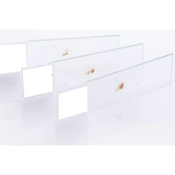 لام میکروسکوپی غضروف الاستیک (آموزشی)