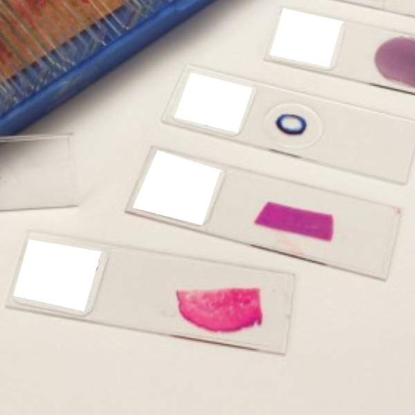 لام میکروسکوپی غضروف فیبری (آموزشی)