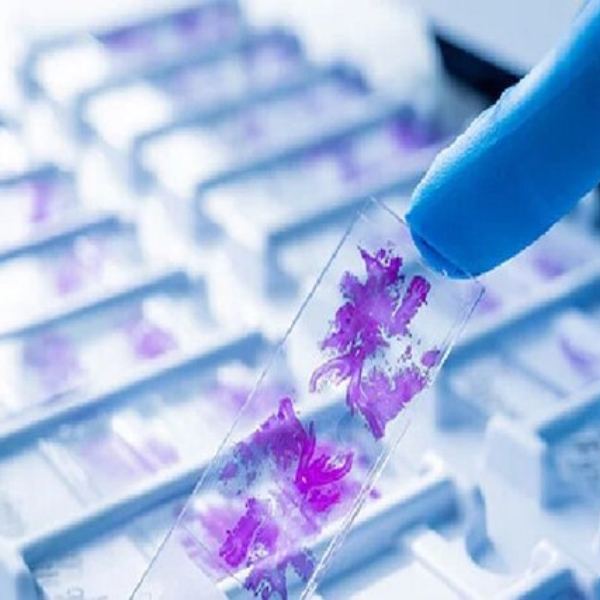 لام میکروسکوپی مخچه (آموزشی)