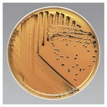 محیط کشت سالمونلا شیگلا