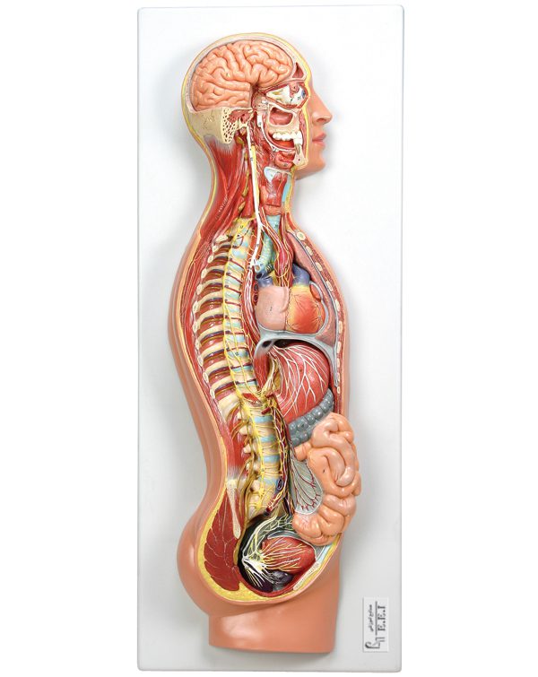 خرید مولاژ دستگاه عصبی خودکار