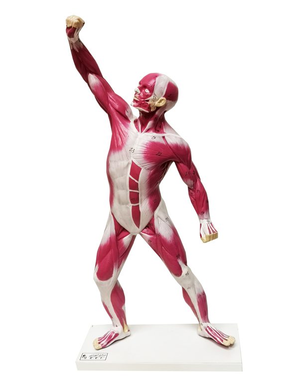 فروش مولاژ عضلات بدن