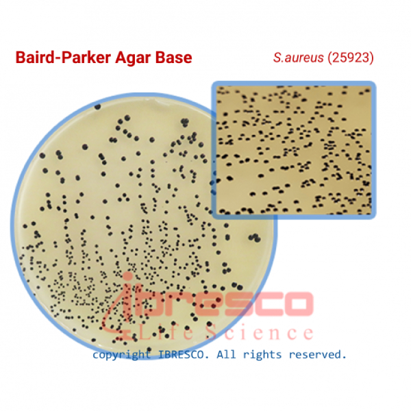محیط کشت برد-پارکر آگار بیس ایبرسکو