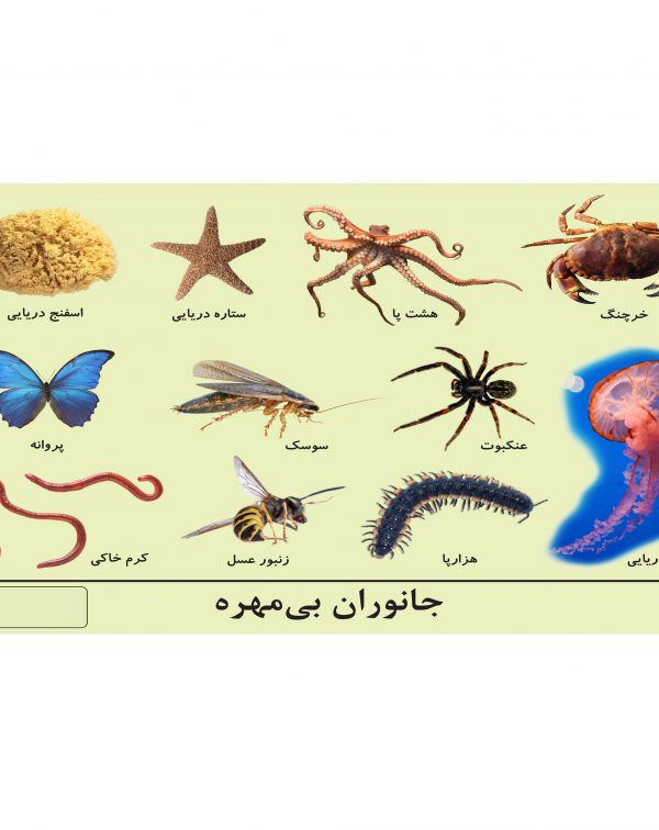 پوستر چارت جانوران بی مهره