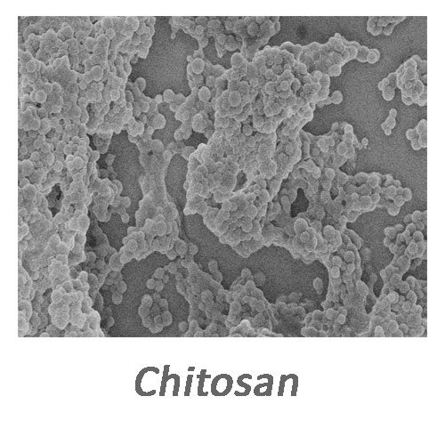 نانو ذرات کیتوسان