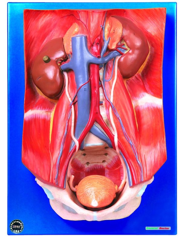 مولاژ دستگاه دفع ادرار (با کلیه و مثانه)